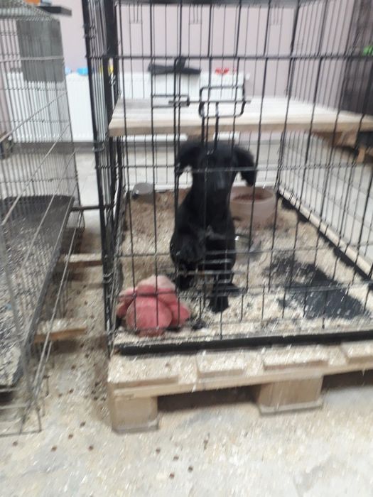 Віддаю в добрі руки