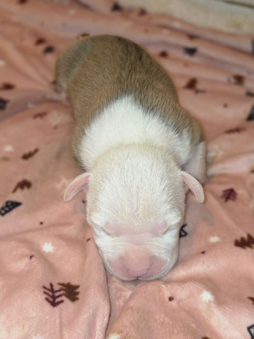 Samczyk American Staffordshire Terrier ZKwP FCI