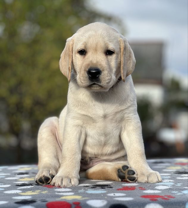 Чудові цуценята лабрадора