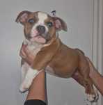 American Bully Pocket