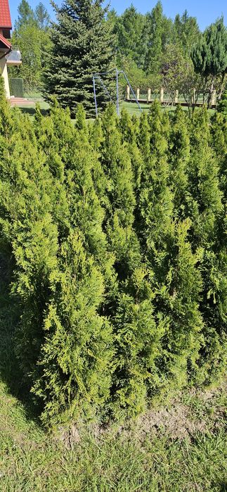 Tuja szmaragd 110 cm 130cm