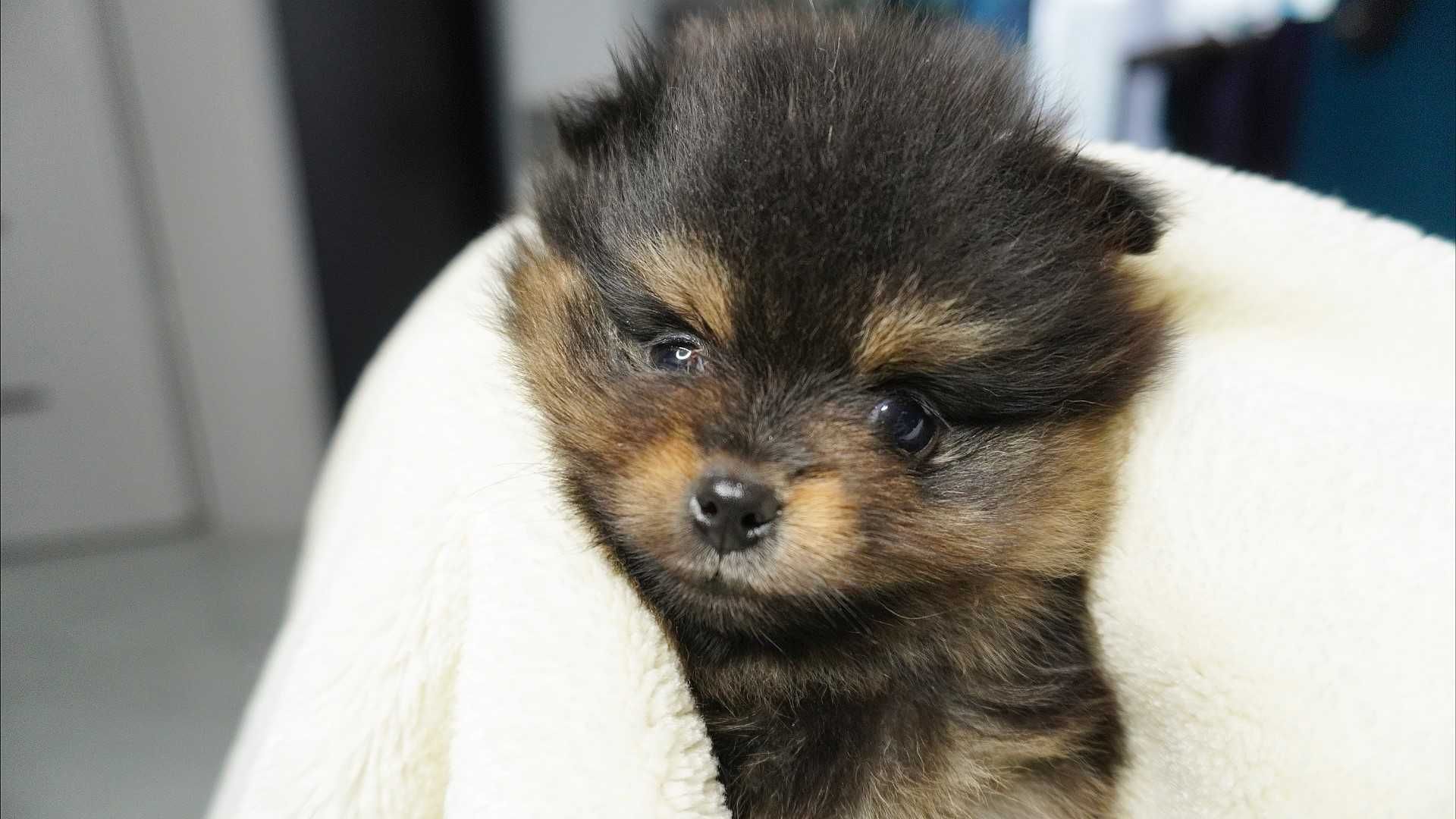 Szpic miniaturowy - od zaraz! Pomeranian, rodowód w kolorze Blue&Tan,