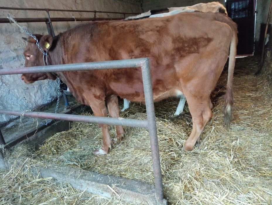 Jałówka wysokocielna