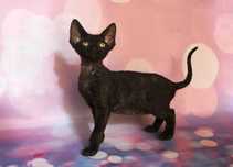 kotka devon rex PZF