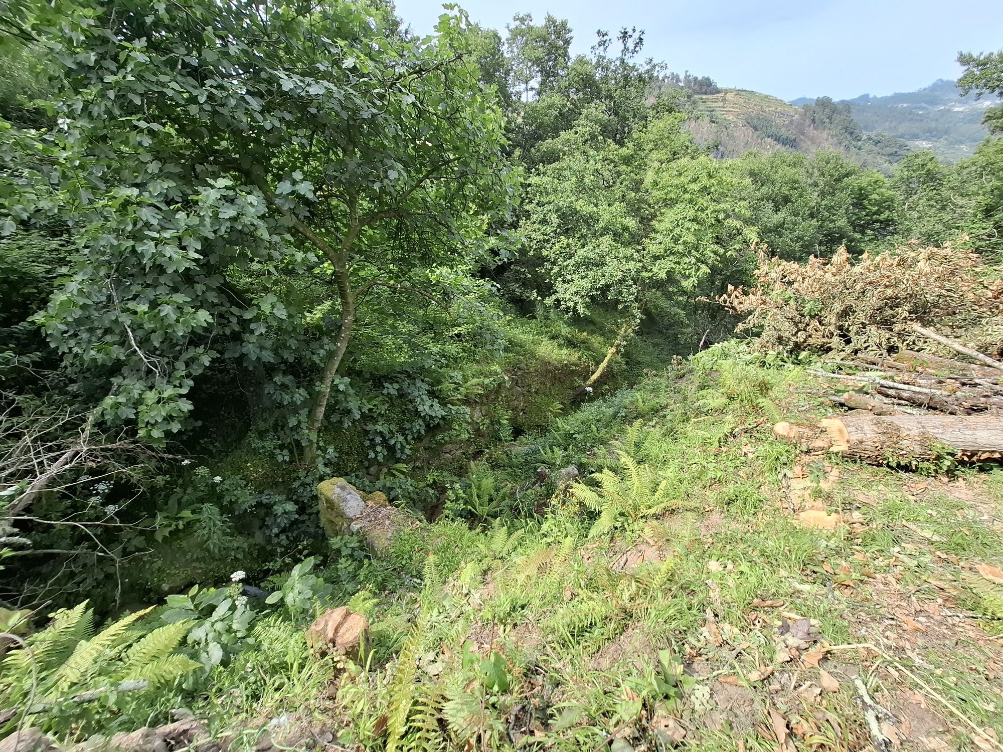 Ruína de moinho, ribeiros, nascente e vista Douro - 3.860m² - Cinfães