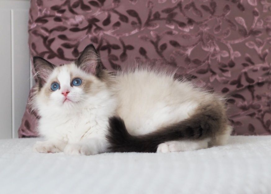 Ragdoll słodki kocurek. FPL