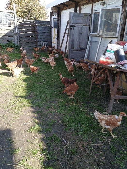 Brojlery giloszyjki   kury mają trzy  miesięczne