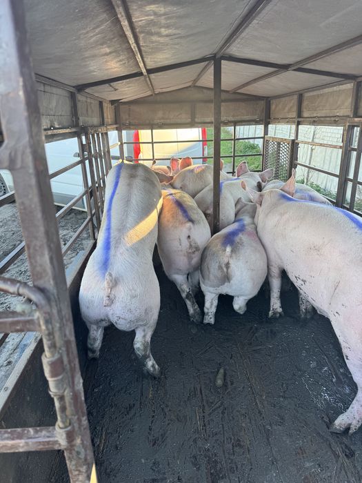 Продам свині ціна 83