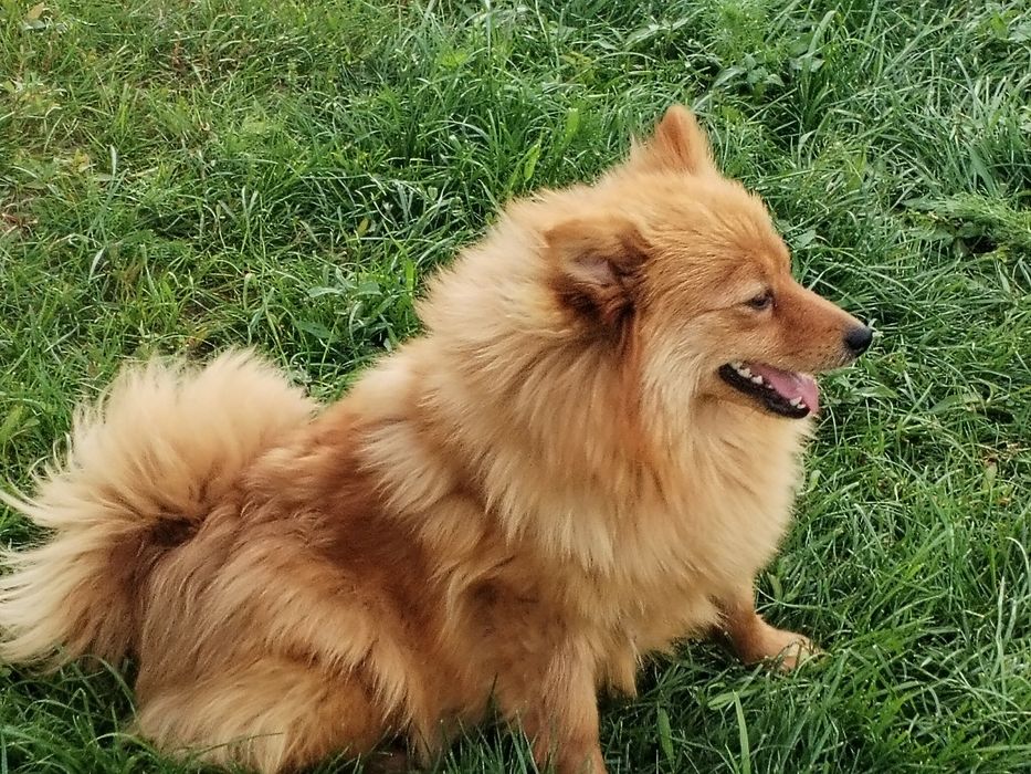 Sunia szpic niemiecki średni