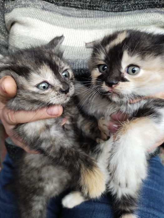 Кошенята в добрі руки