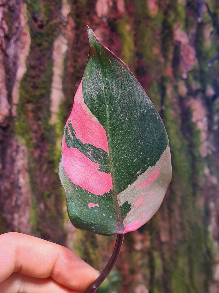 Philodendron pink princess