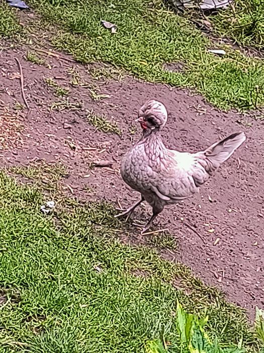 Jaja lęgowe bialoczuby czubatka miniaturowe