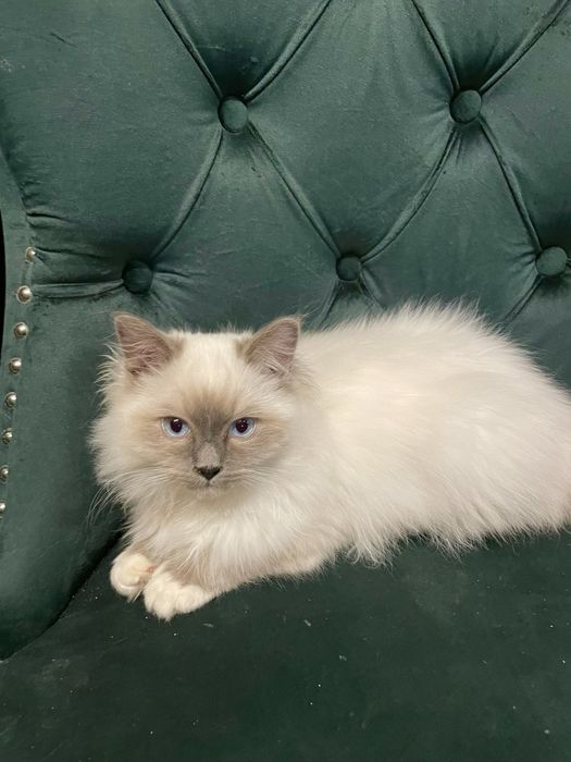 Kot do hodowli Ragdoll seal mitted FPL FCI rodowód gotowy do odbioru