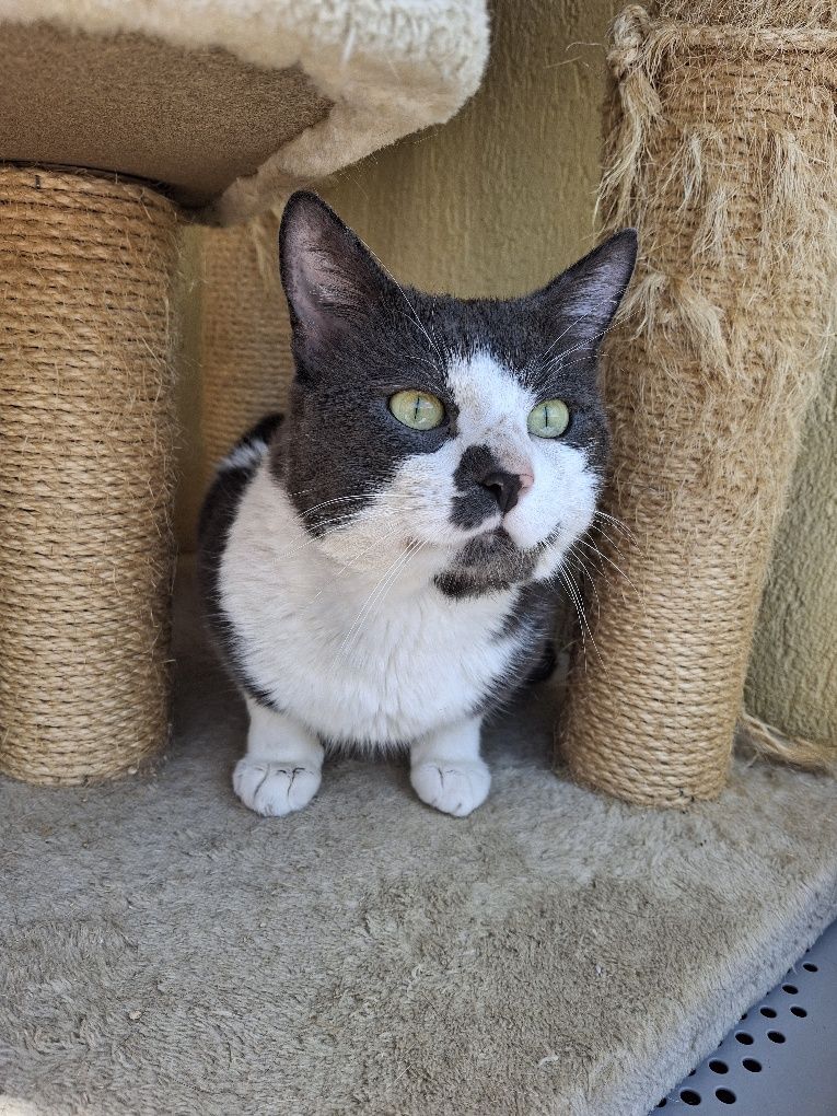 OREO poleca się do adopcji