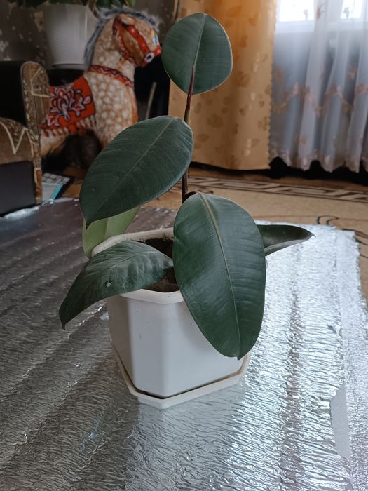 Фікус широколистий