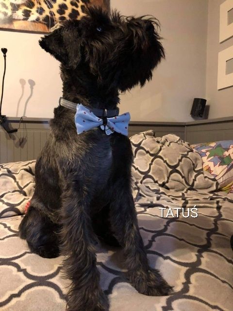 Sznaucer miniaturowy-wielkie serce wspaniały  inteligencjia