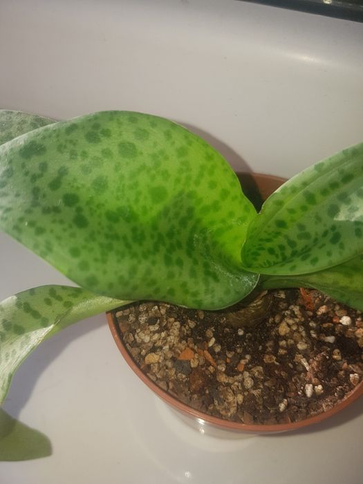 Дримиопсис ледебурия (Таиланд)