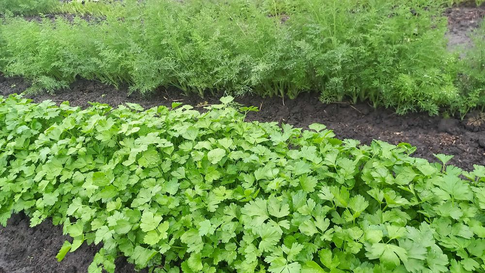 Домашняя петрушка свежая- 80 грн. Тыква -15 грн