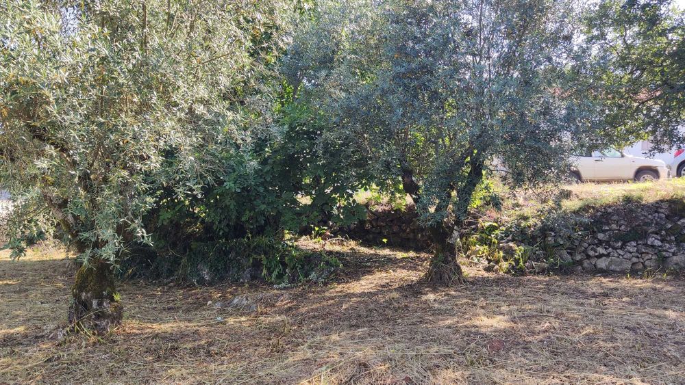 Terreno Rústico 600m² p/CONSTRUÇÃO c/Oliveiras || Lagarteira, Ansião