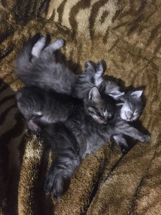 Кошенята дуже гарні полосатики