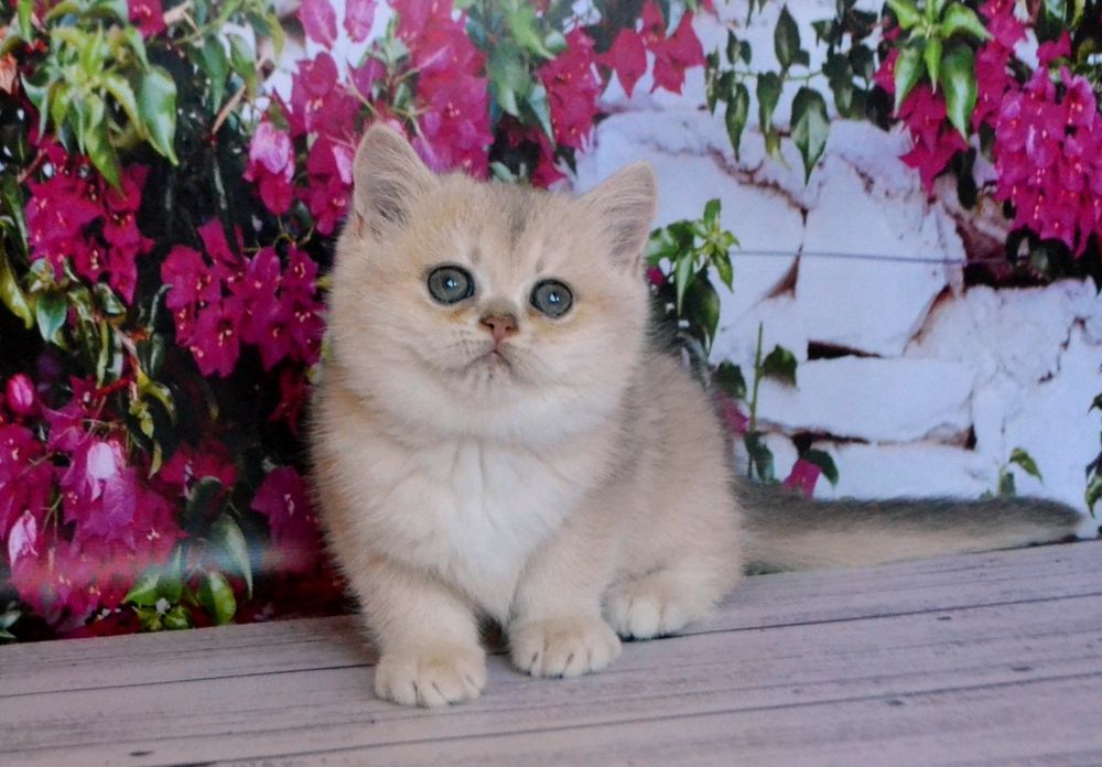 Шикарний хлопчик та дівчинка голубе золото шиншила