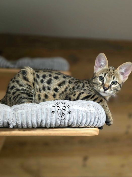 Mavi, Wyjątkowa Savannah. Jedyna F2 w Polsce