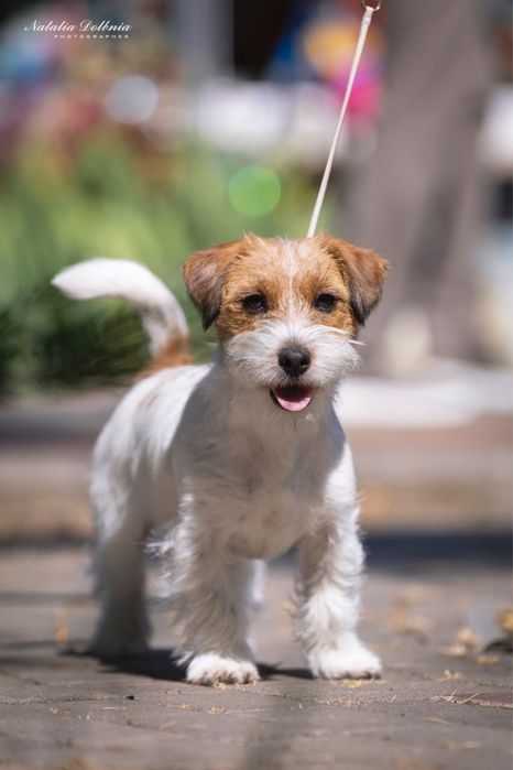 Дівчинка Джек рассел терʼєр