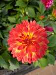 Dalia dalie kwiaty Siedlce