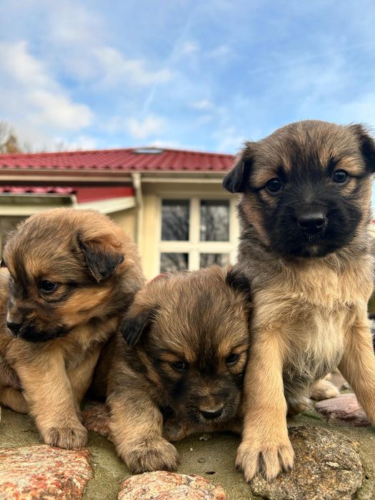 Śliczne pieski szukają domu