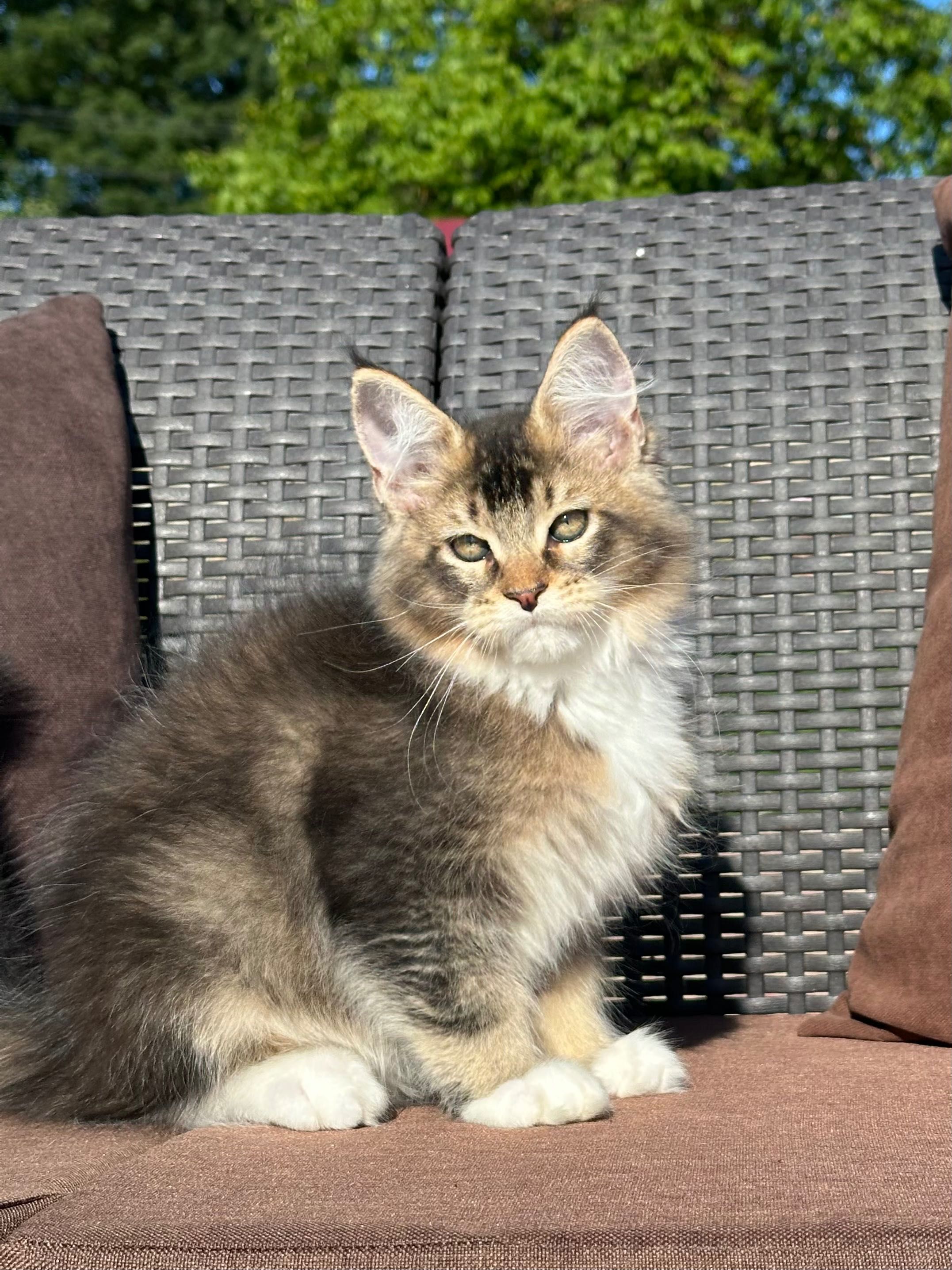 Stark-kocurek Maine Coon