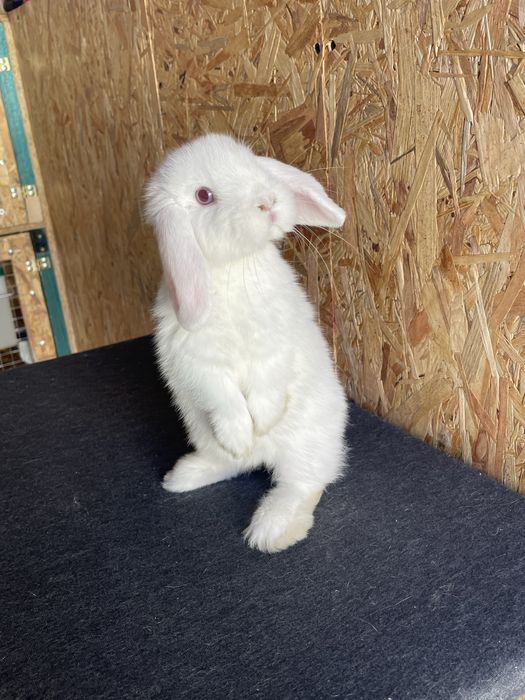Sprzedam dwie samiczki mini lop