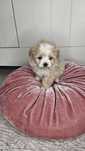 Unikat Mini Laleczka Maltipoo