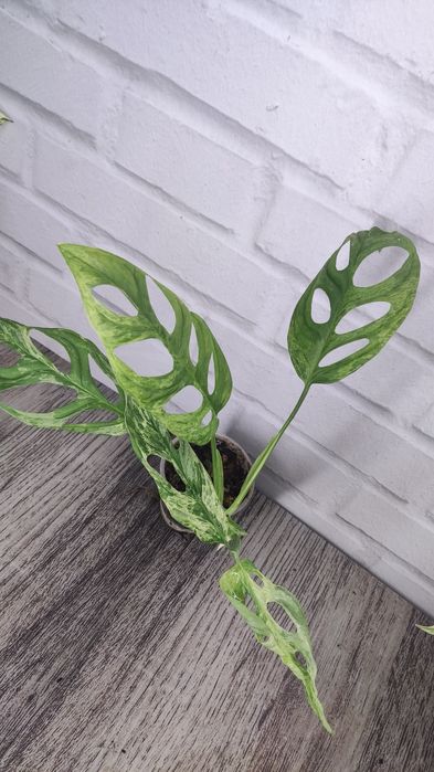 Монстера Адансона monstera adansonii, mint, variegated