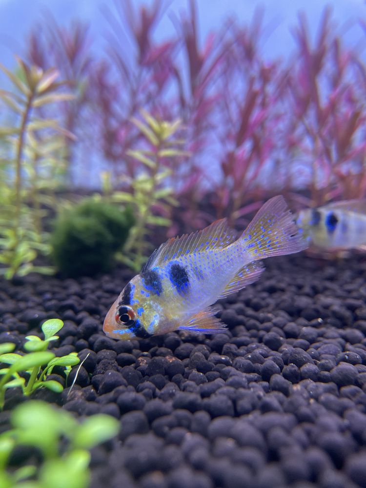 Ramirezis German Blue
