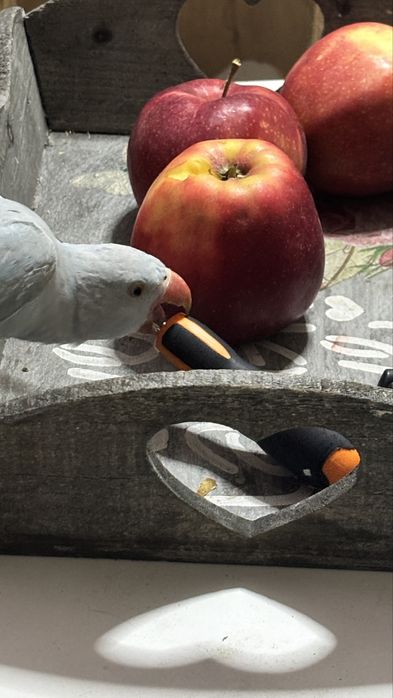 Papuga Aleksandretta recznie karmiona