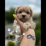 Maltipoo maltidodle  red badania paszport wyprawka