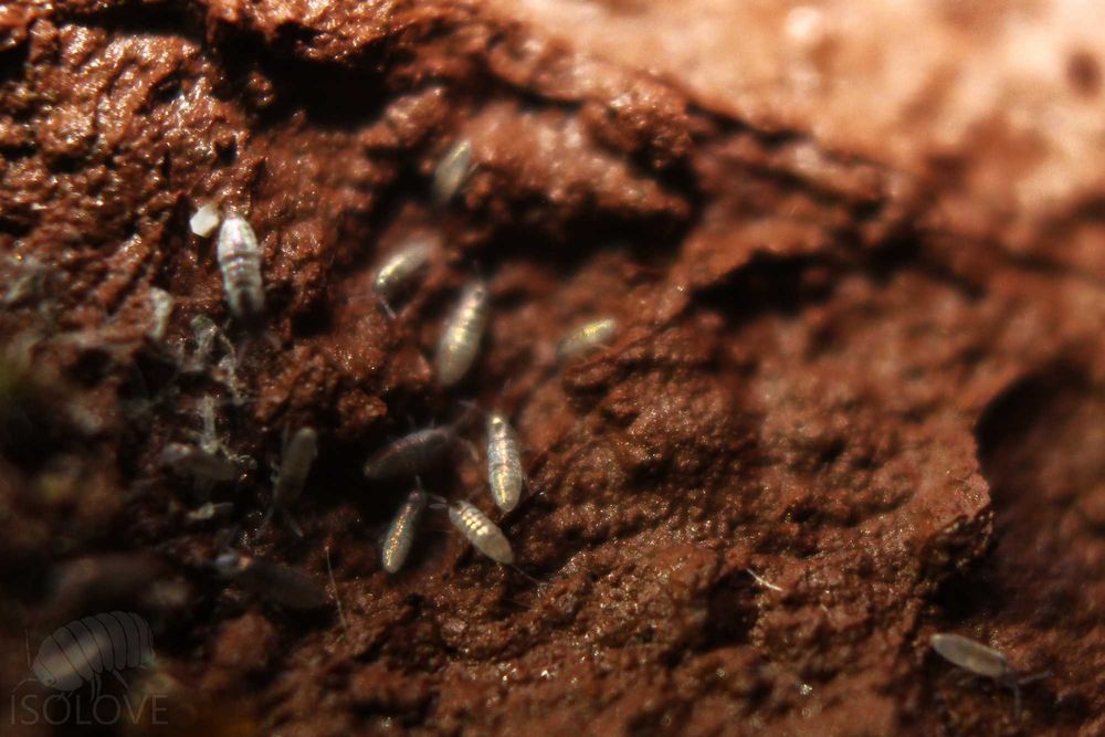 50x Lepidocyrtus sp."silver springtails" skoczogonki ekipa sprzątająca