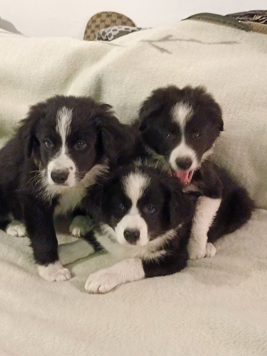 Pies Border collie