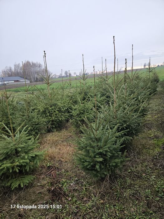 Choinki - Świerki Pospolite