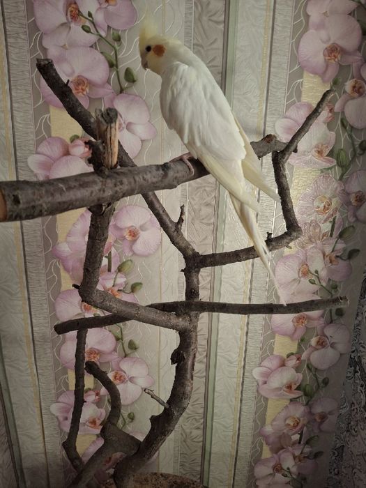 Стенд/присада для папуги