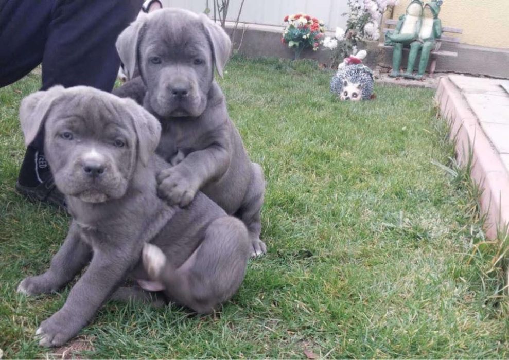 Продаються цуценята Кане Корсо