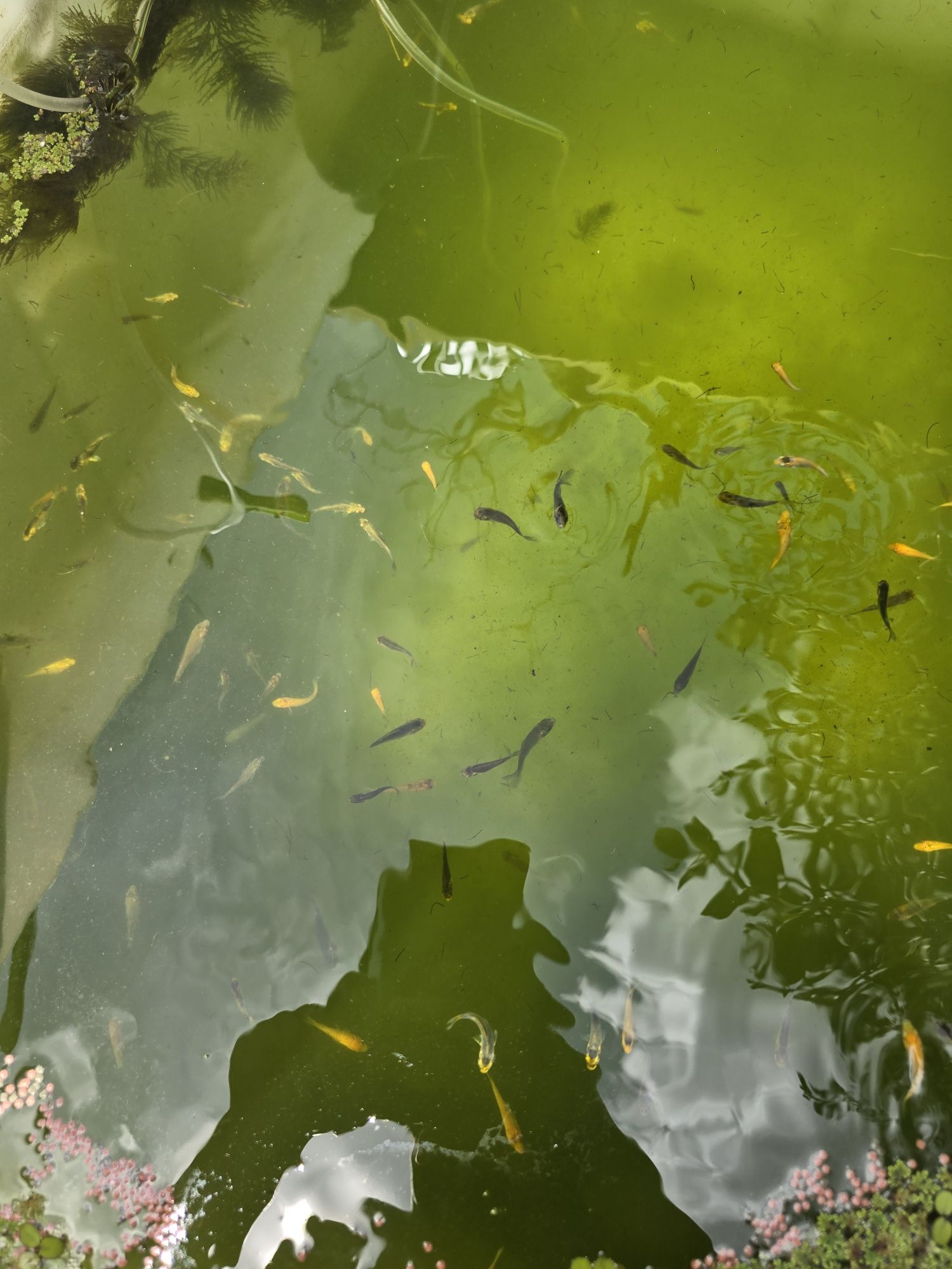 Carpa koi Bebé 1 mês de idade.