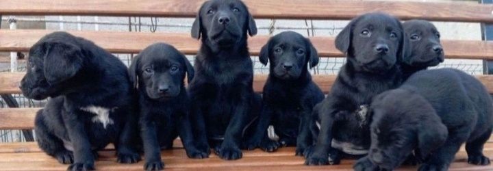 Черные Лабрадор Ретривер щенки от клубных шоколадных родителей