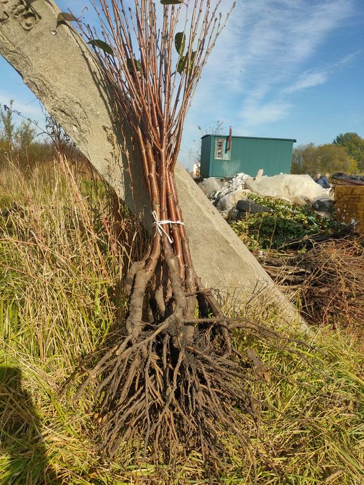 Саджанці плодових дерев та кущів