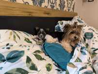 Piesek yorkshire terrier biewer