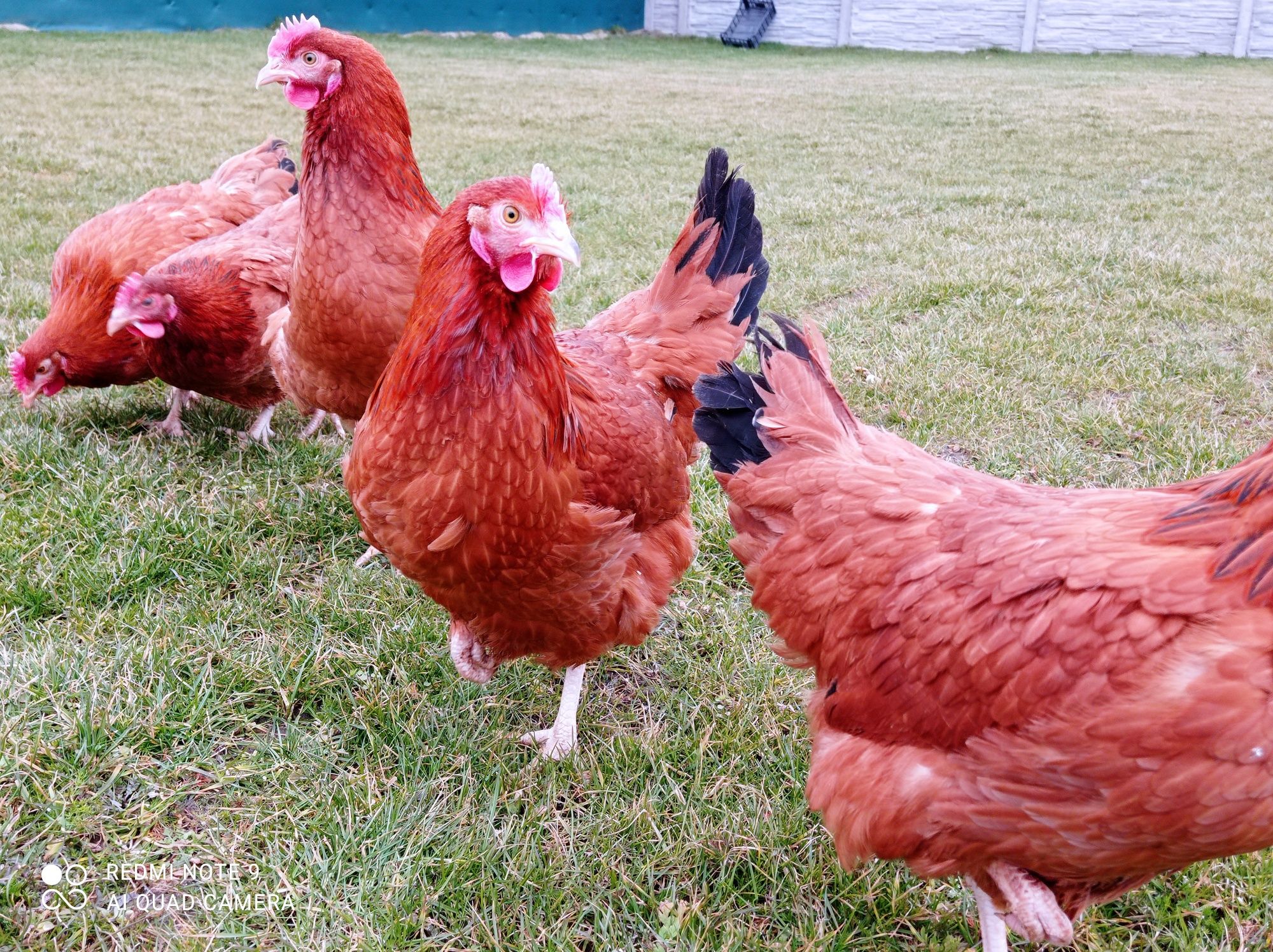 Kury Rossa już się niosą leghorn zielononóżki nioski kokoszki na jajko