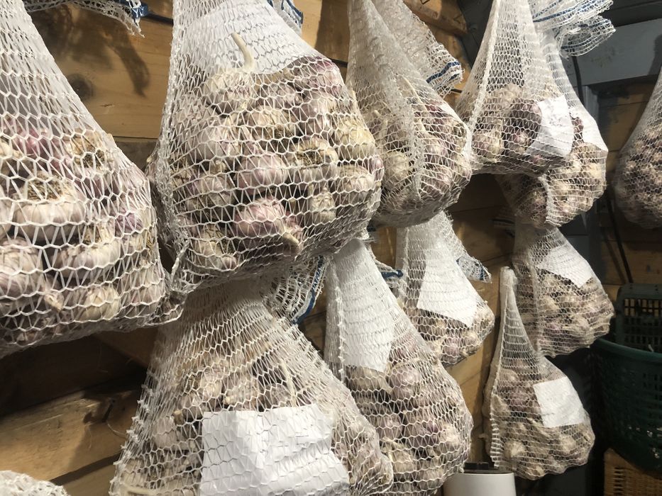 Czosnek Harnaś. Mała rodzinna plantacja. Ekologiczny różne rozmiary