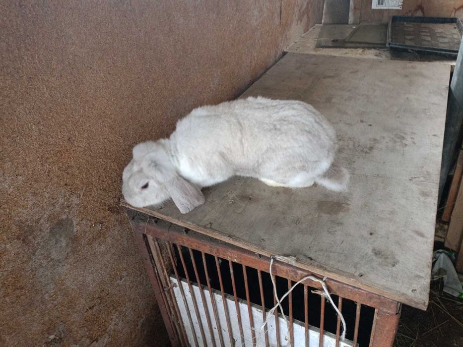 Królik samiec baran francuski