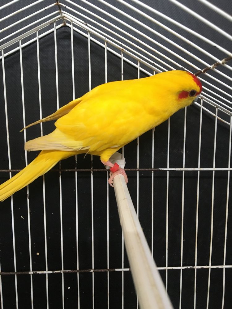 Aves para novo lar
