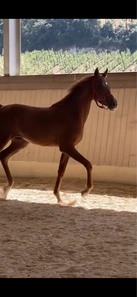 Madhi Versace - Poldro, Puro Sangue Arabe, Lazao, 16 meses 1,50 altura